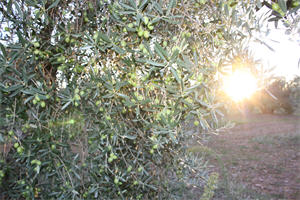 olivar